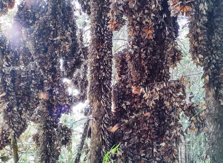 Monarchs on tree trunks