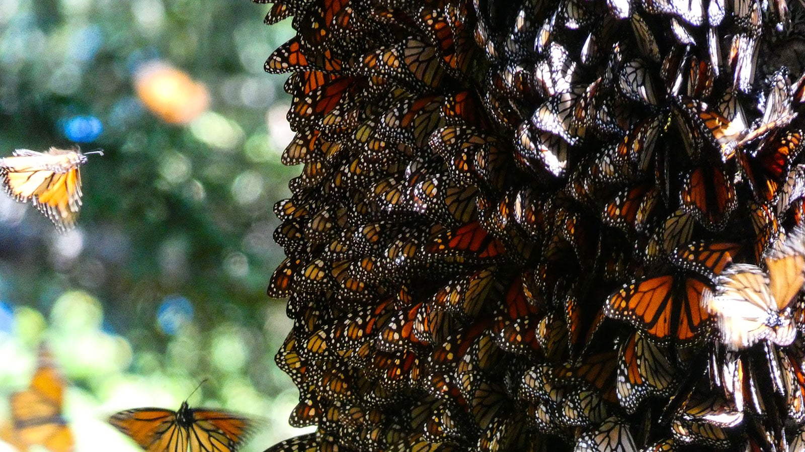 El Llano monarch colony