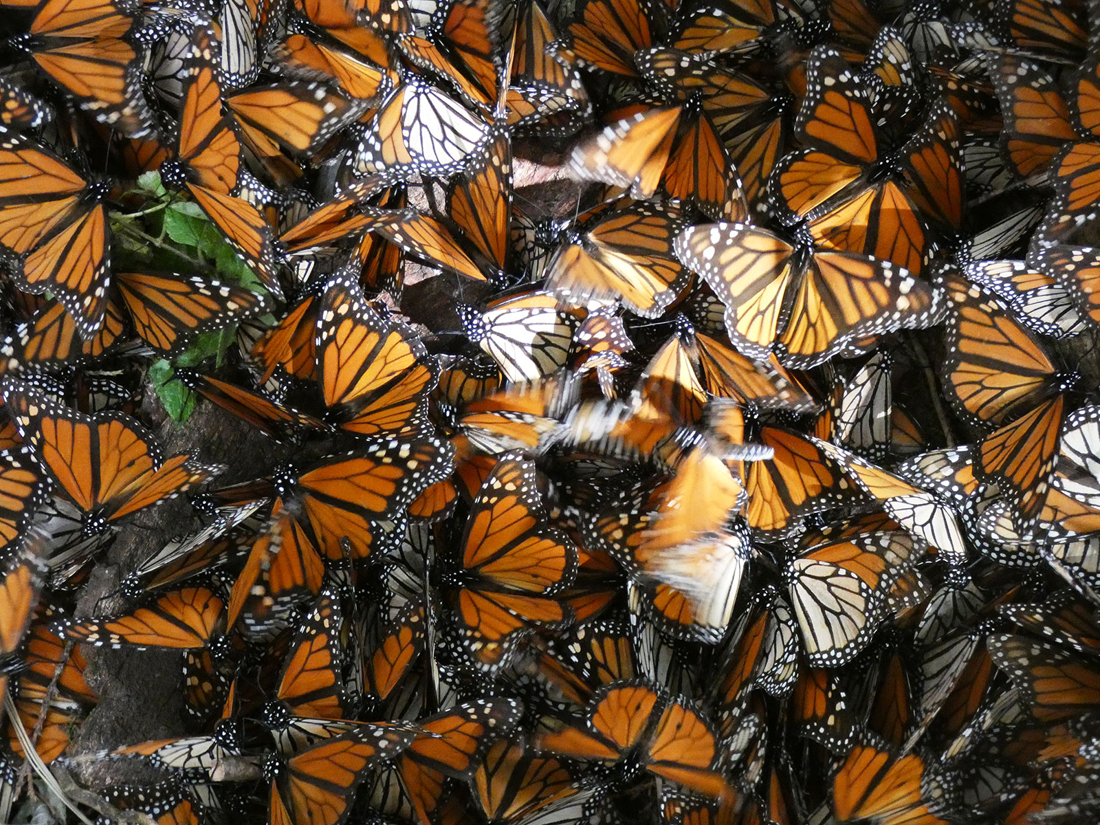 Monarchs puddling