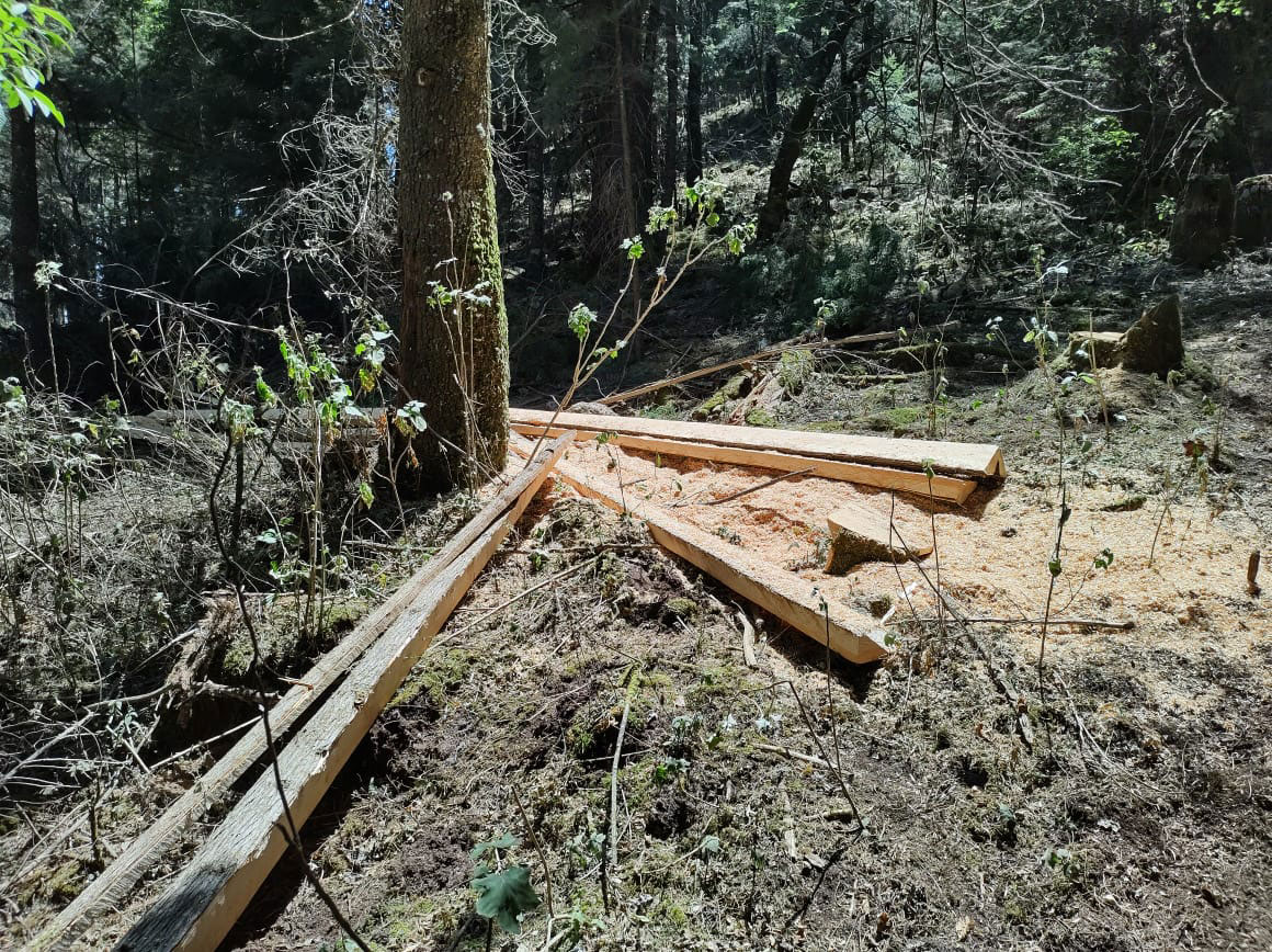 Lagunita logging