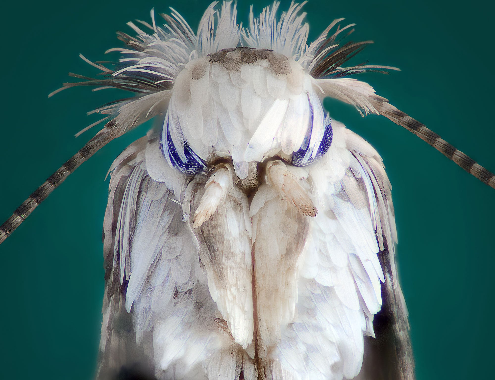 Macro photo of webbing clothes moth