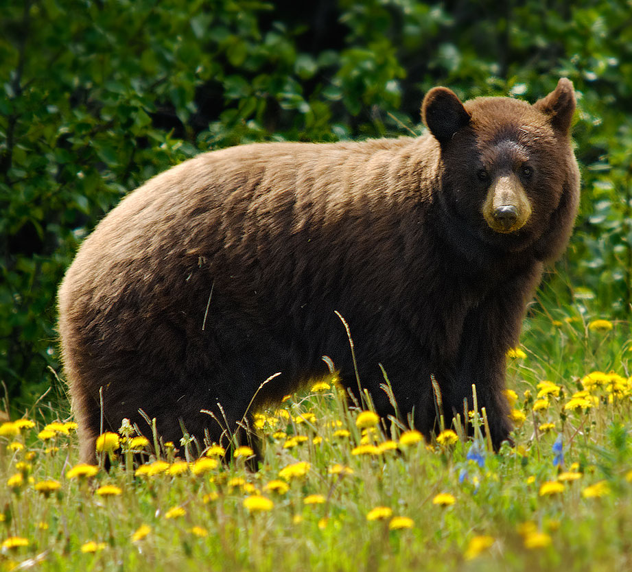 Black bear cinnamon phase