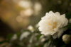 Winter camelia bloom