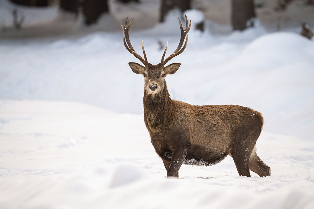 Buck in snow