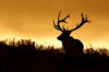 Silhouette of bull elk at sunset