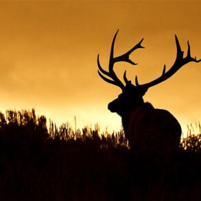 Silhouette of bull elk at sunset