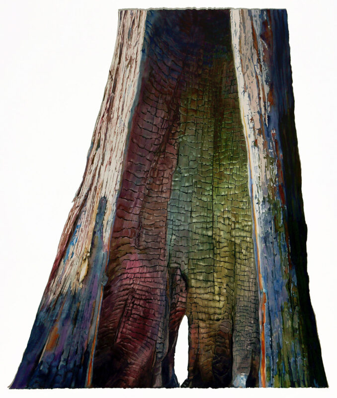 Goodell Creek Cedar, by Suze Woolf