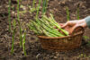 Asparagus in basket
