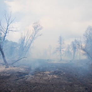 Burned trees