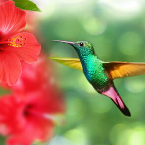 Hummingbird