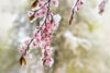 Plum tree flowers under spring snow