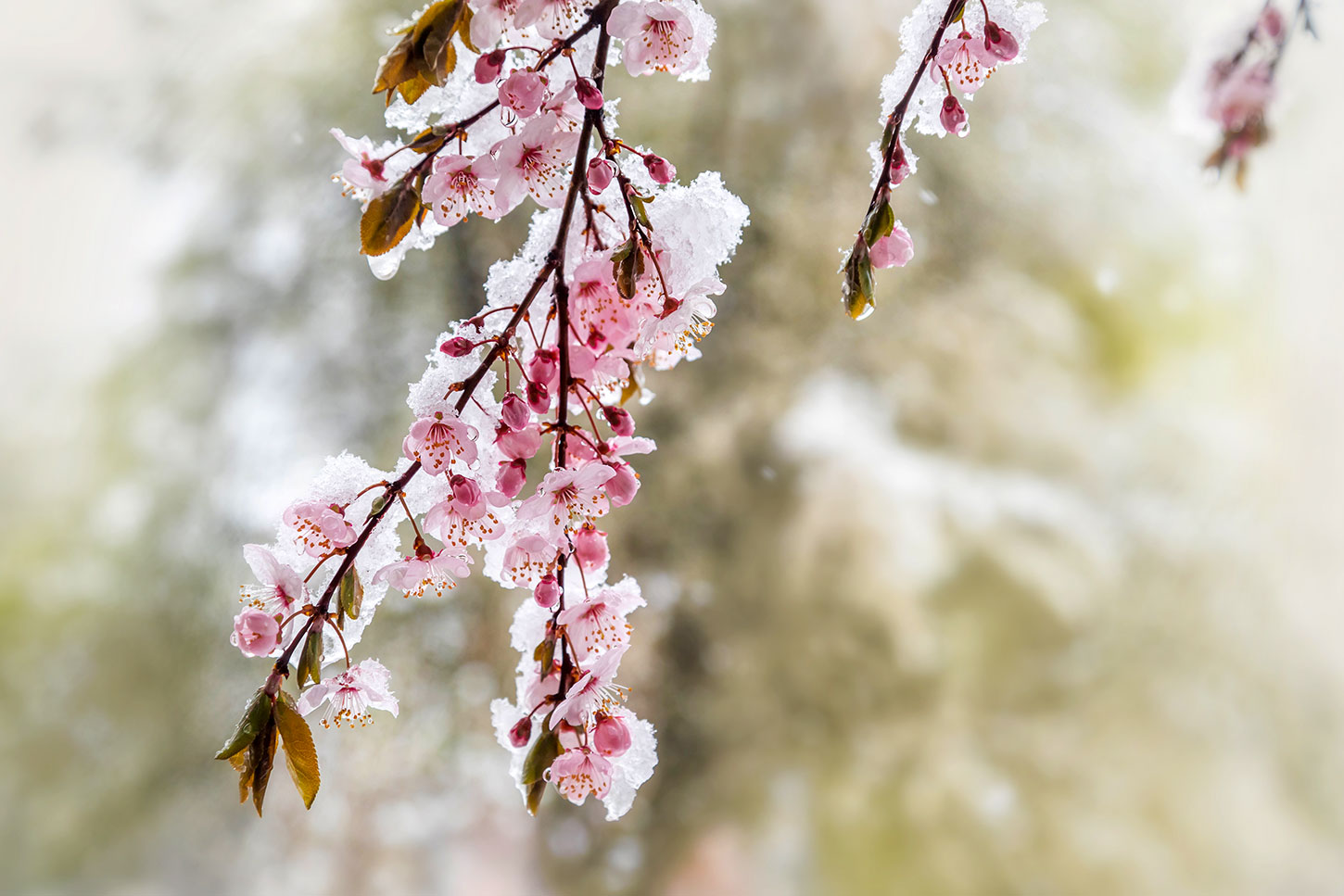 Plum tree flowers under spring snow