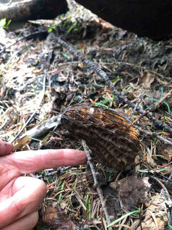 A big morel