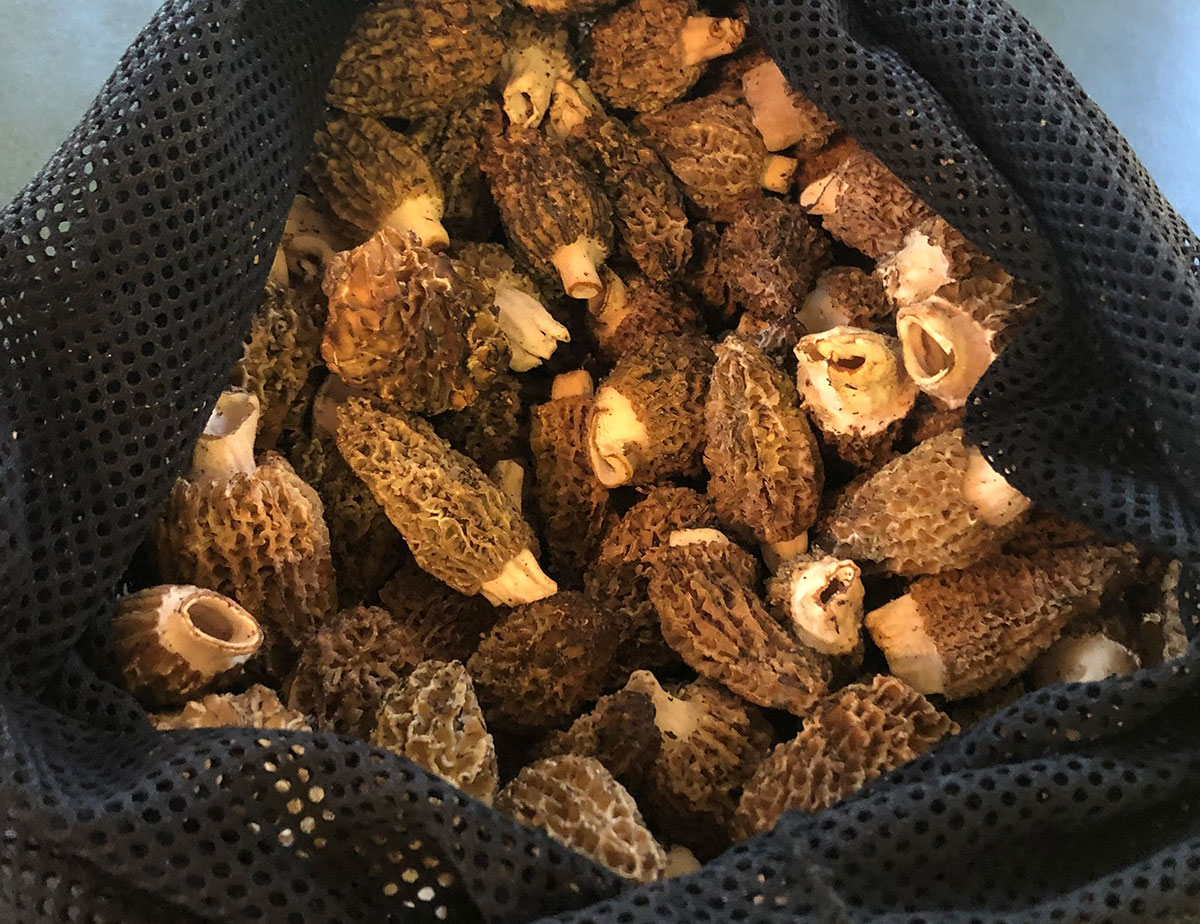 Bag of morels