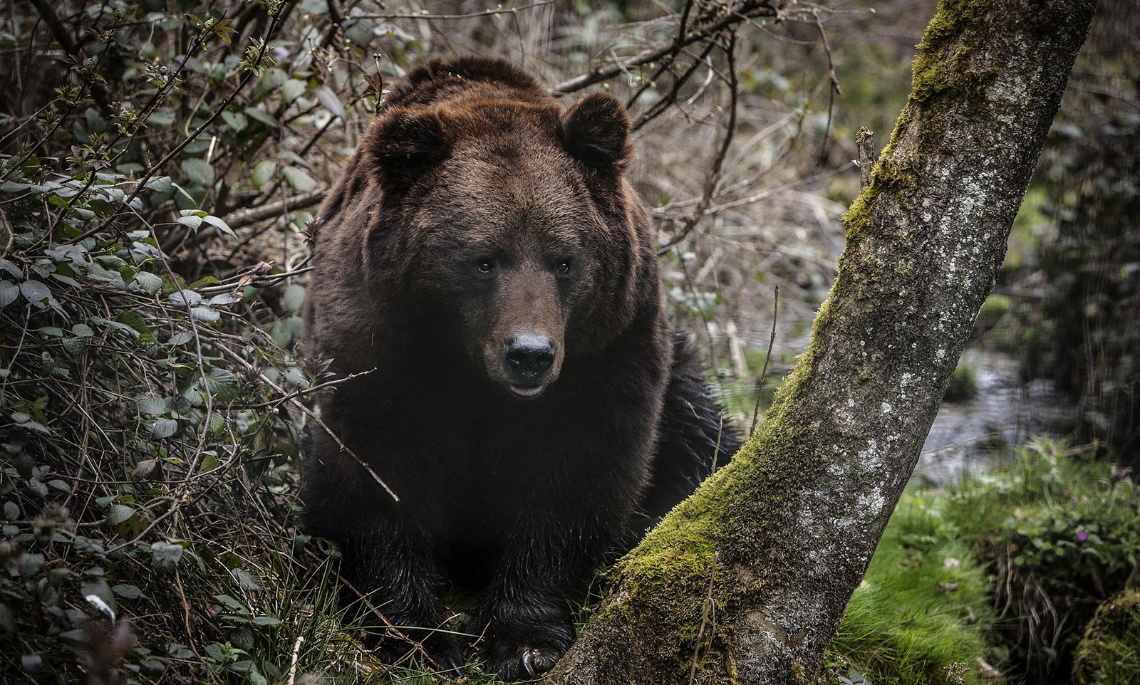 Black bear in forest