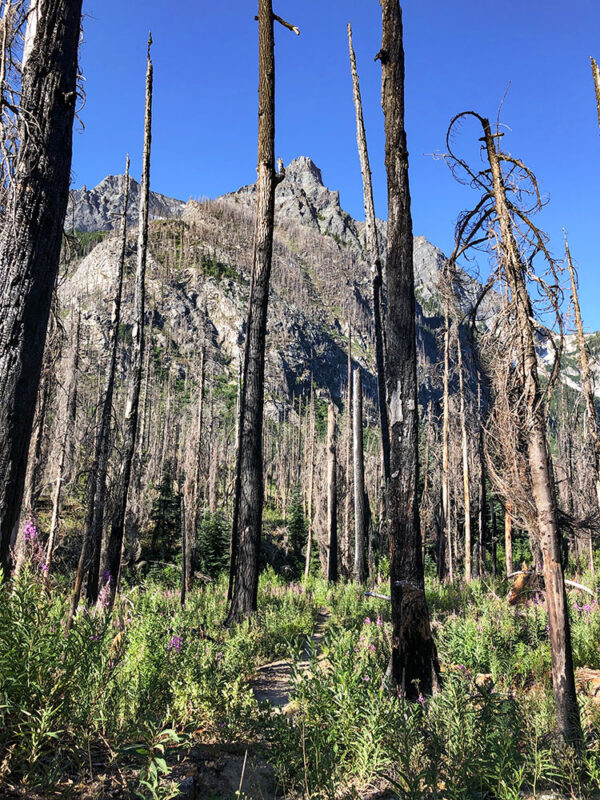 Burned landscape