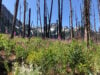 Fireweed in the burned tree remains of Buck Creek
