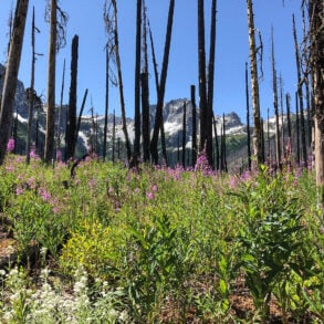 Fireweed in the burned tree remains of Buck Creek