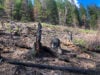 Burned snag in post-wildfire forest