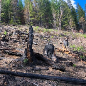 Burned snag in post-wildfire forest