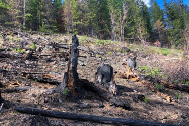 Burned snag in post-wildfire forest