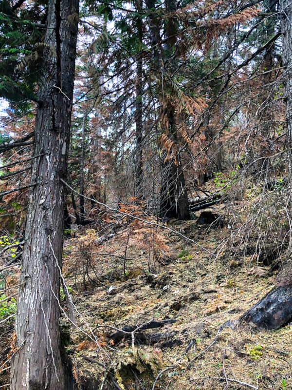 A burned slope