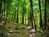 Forest trail
