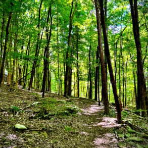 Forest trail