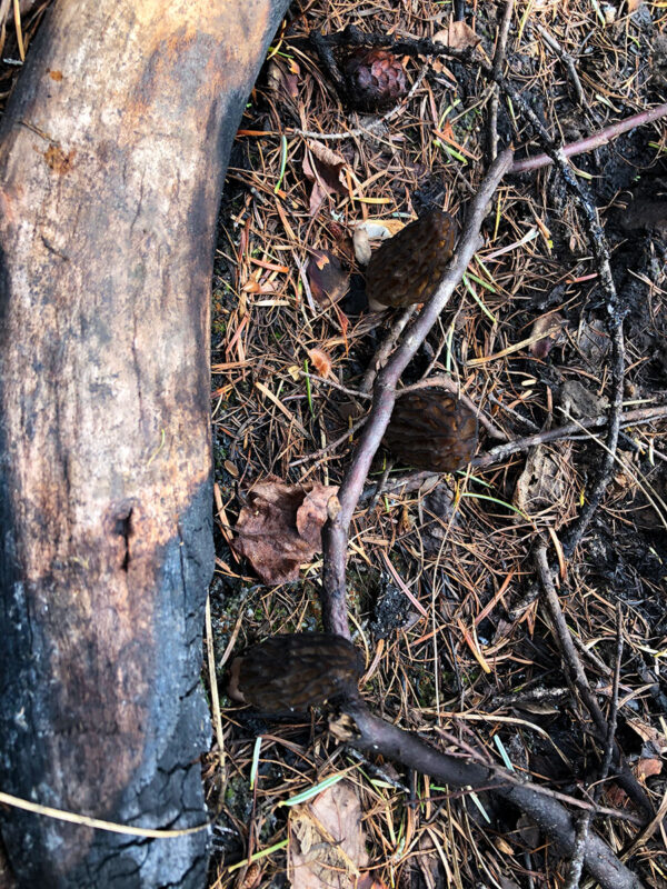 Morels, burnt log, and pine cone.