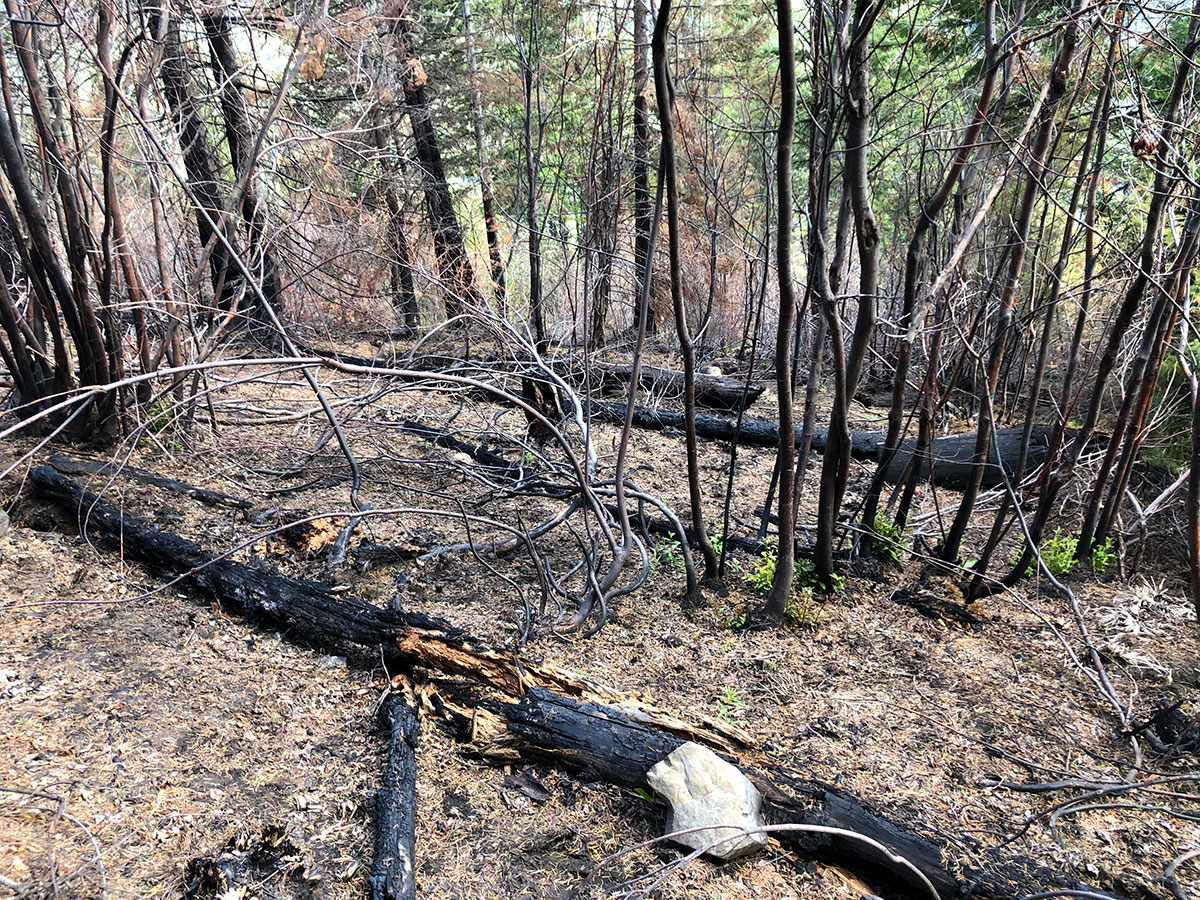 The post-fire forest