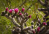Cholla with magenta blooms