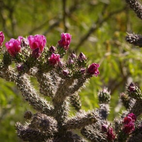 Cholla with magenta blooms