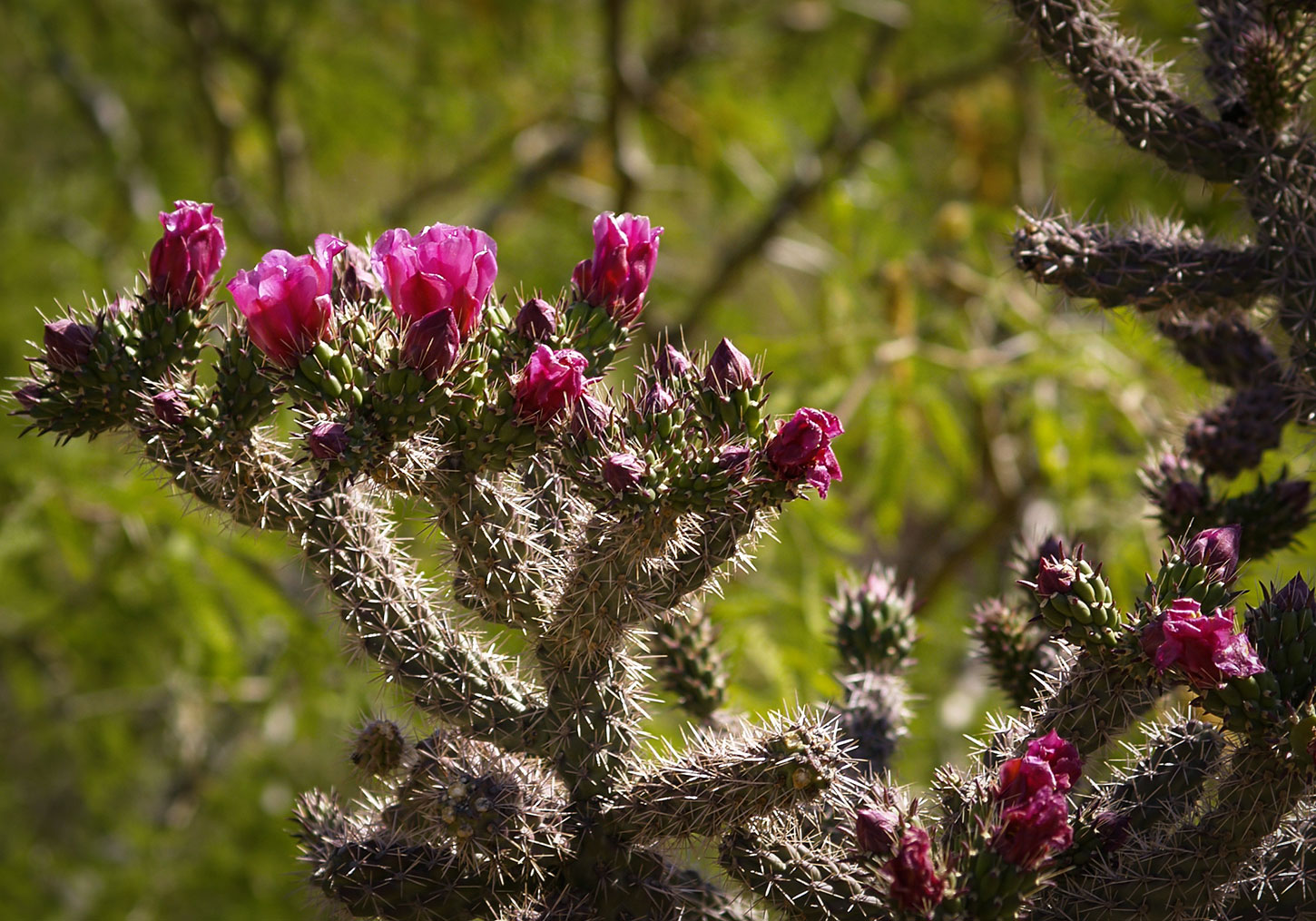 Cholla with magenta blooms