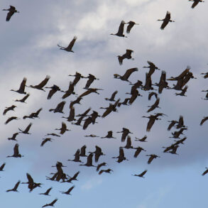 Sandhill cranes in flight