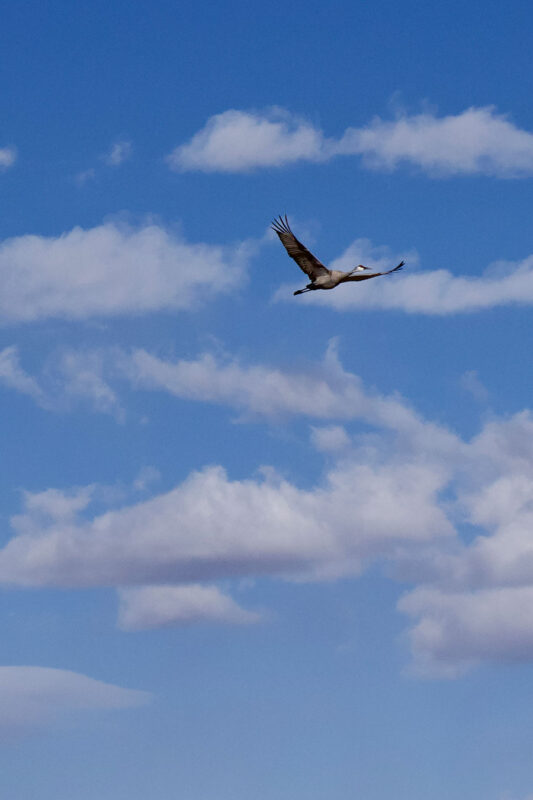 Single sandhill crane flying against blue sky