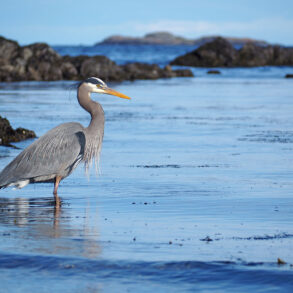 Great blue heron on rocky coast
