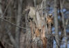 Great-horned owlets