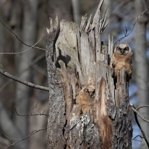 Great-horned owlets