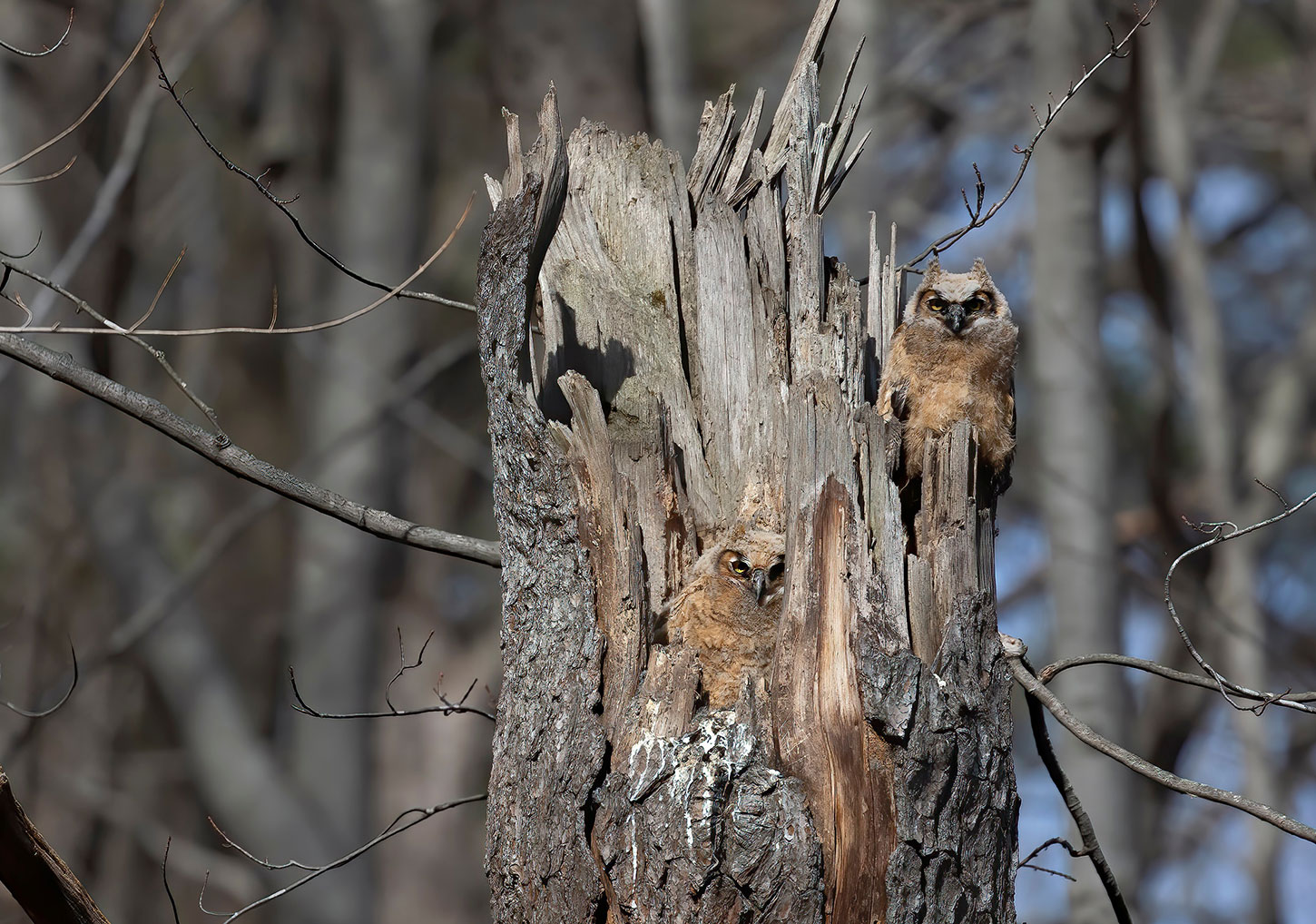 Great-horned owlets