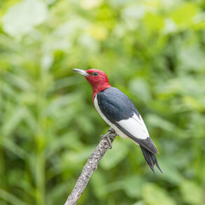 Red-headed woodpecker