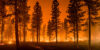 Wildfire in forest with orange sky