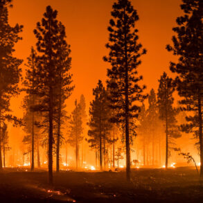 Wildfire in forest with orange sky