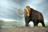 Woolly mammoth at Royal BC Museum