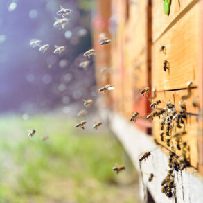 Bees at wooden hive