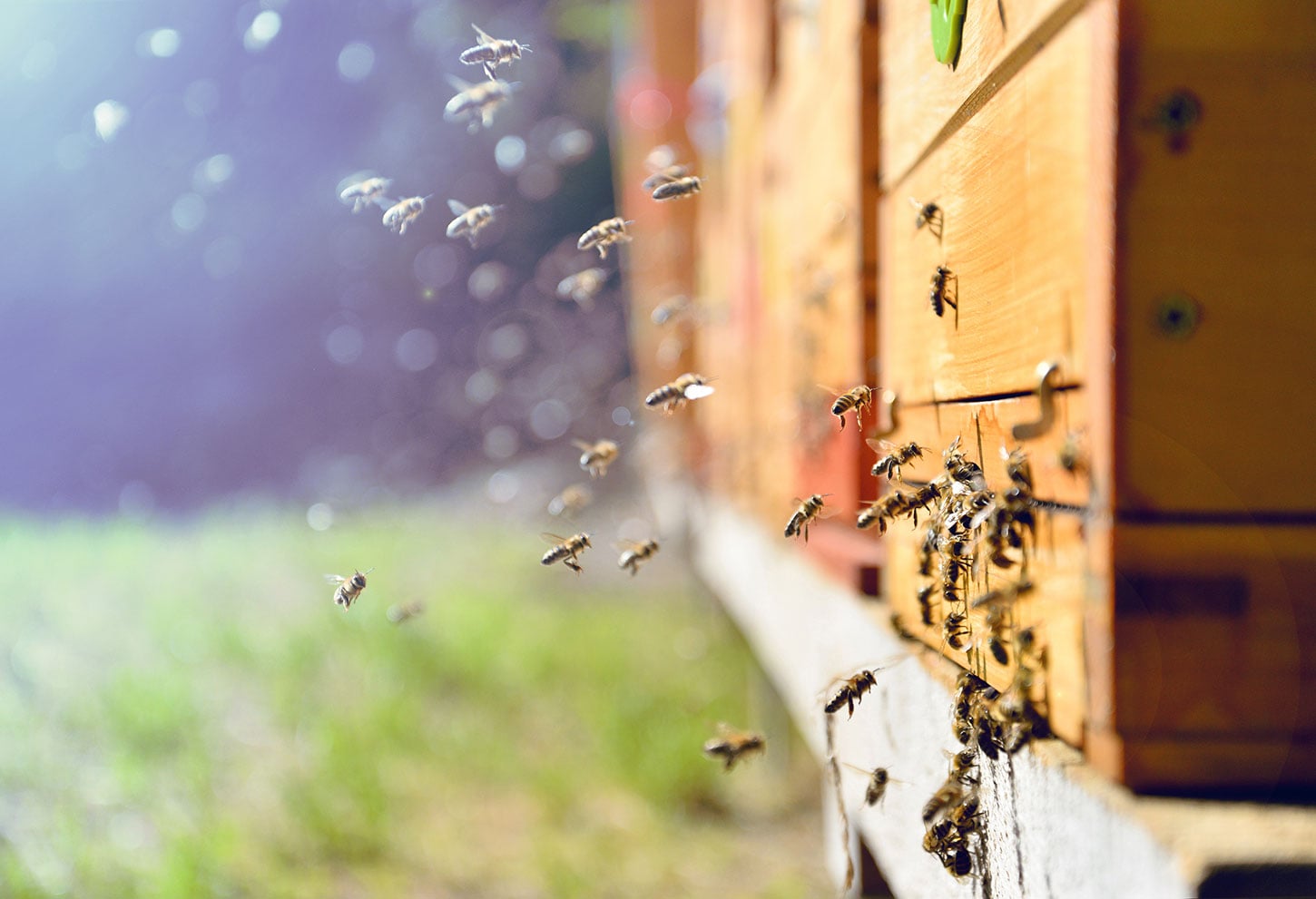 Bees at wooden hive