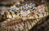 Bull snake