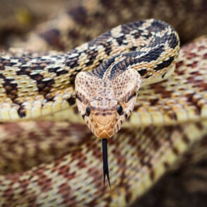 Bull snake