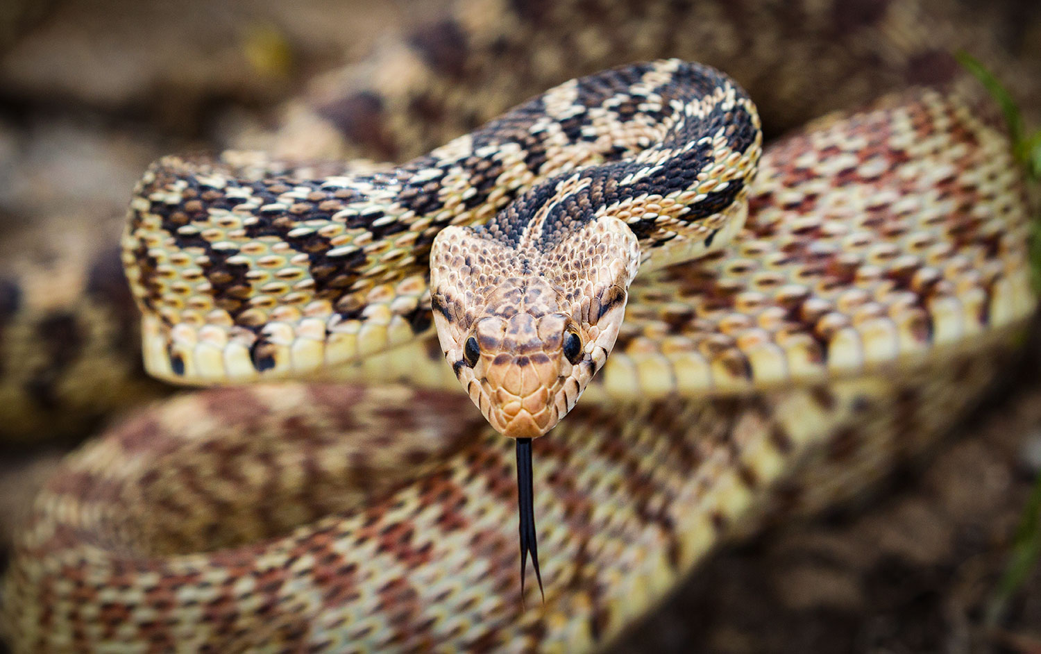 Bull snake