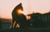 Silhouette of cat in waning sunlight with building