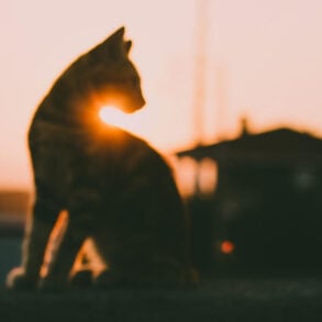 Silhouette of cat in waning sunlight with building